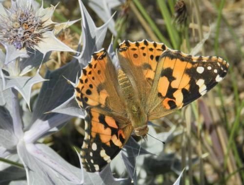 Vanessa cardui